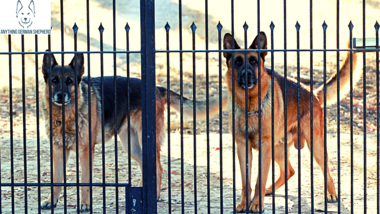 Why Do German Shepherds Growl? (Top 5 Reasons Explained)