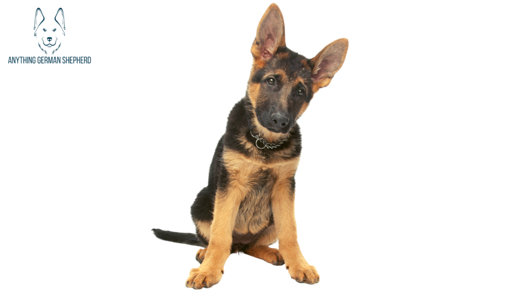 German Shepherd Ears Chart: 12 Different Shapes | Anything German Shepherd