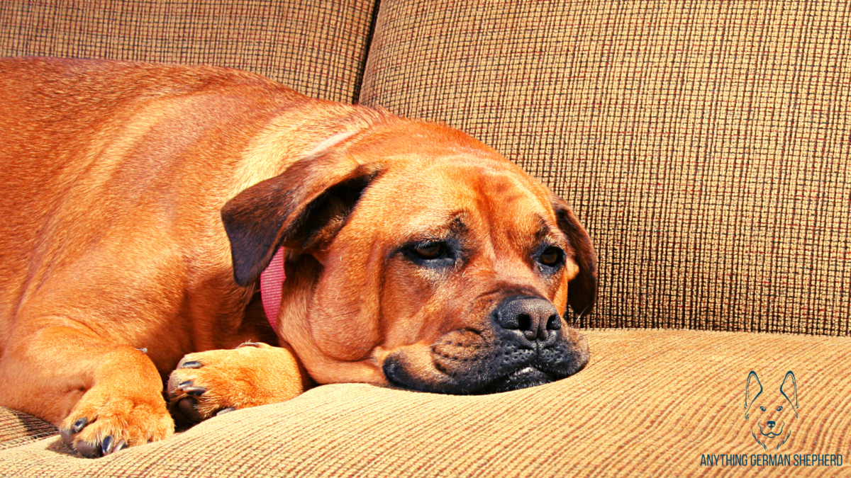 7-reasons-why-your-dog-is-acting-scared-all-of-a-sudden-dogvills