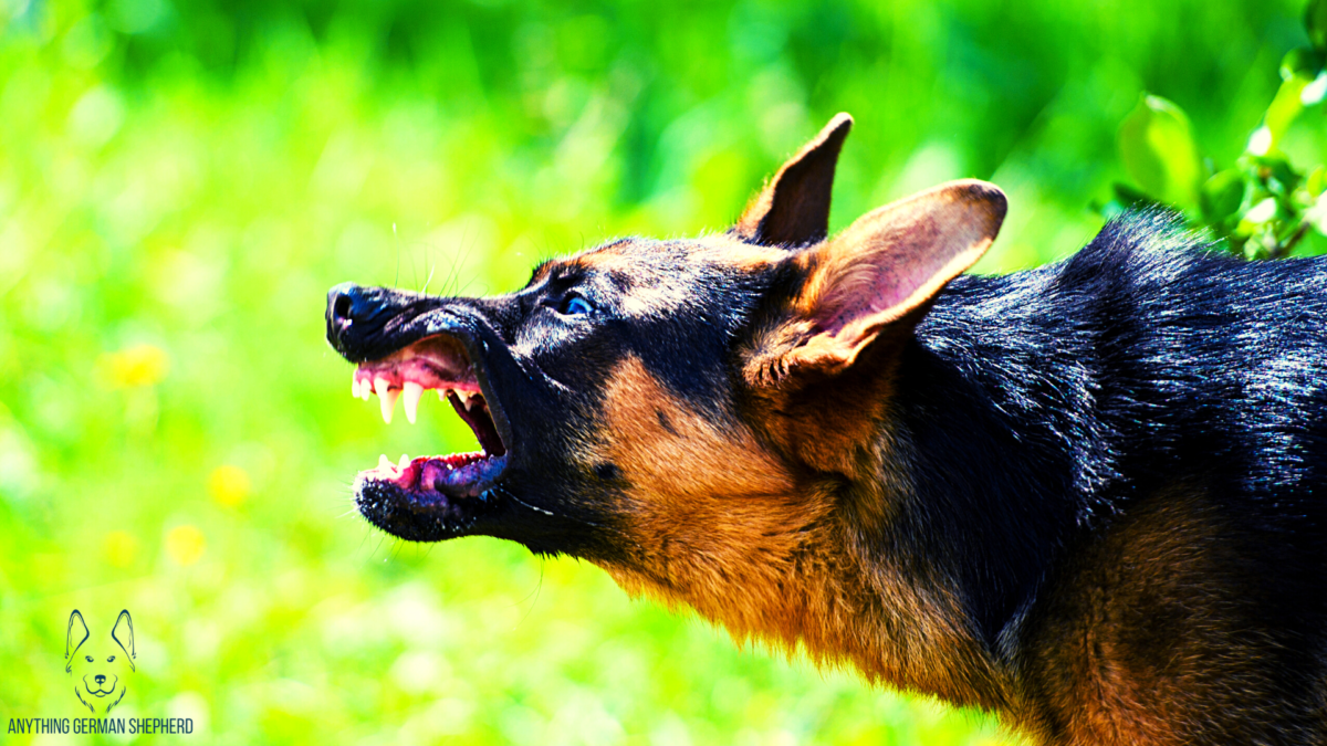 Why Do German Shepherds Growl? (Top 5 Reasons Explained)