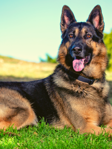 When Do German Shepherd Tails Get Bushy: The GSD Tail Tale