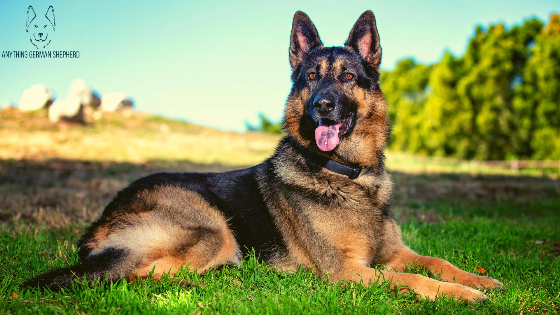 are black spots on dog tongues caused by chow