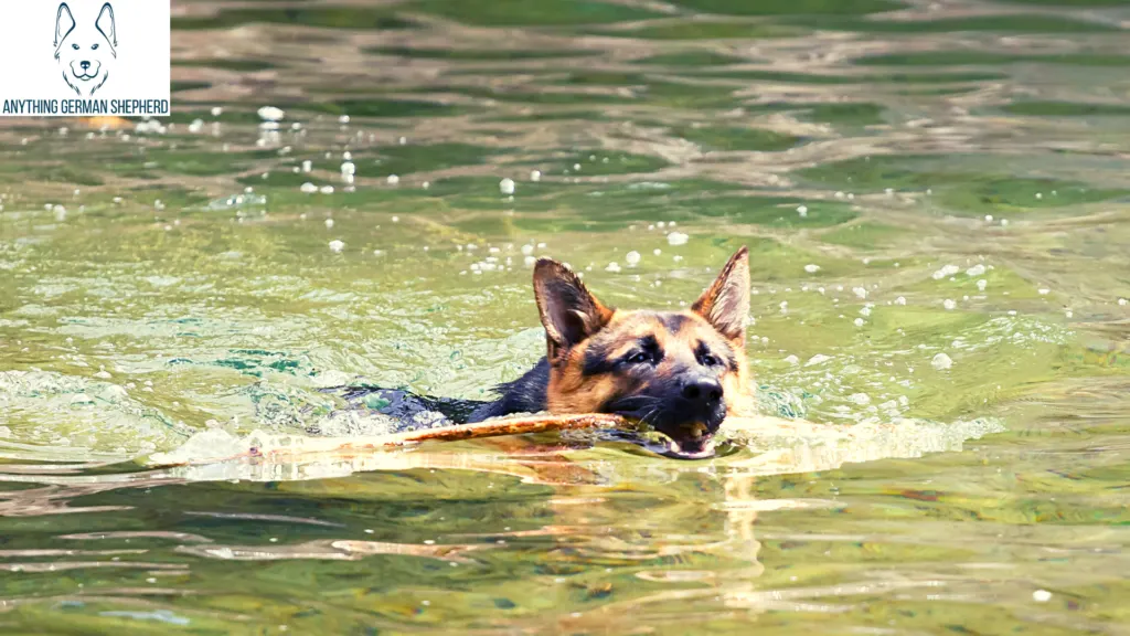 does the german shepherd dog like to swim