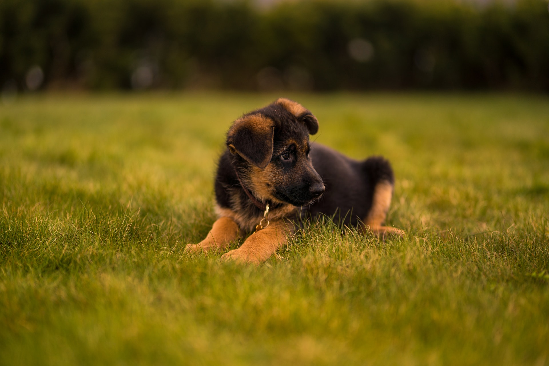 Australian Shepherd Cocker Spaniel Mix: The Cotralian