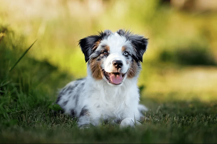 Miniature American Shepherd Dog Breed | Anything German Shepherd