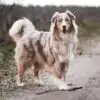 white and brown dog on road